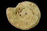 Callovian Ammonite (Perisphinctes) Fossil - France #153163-1